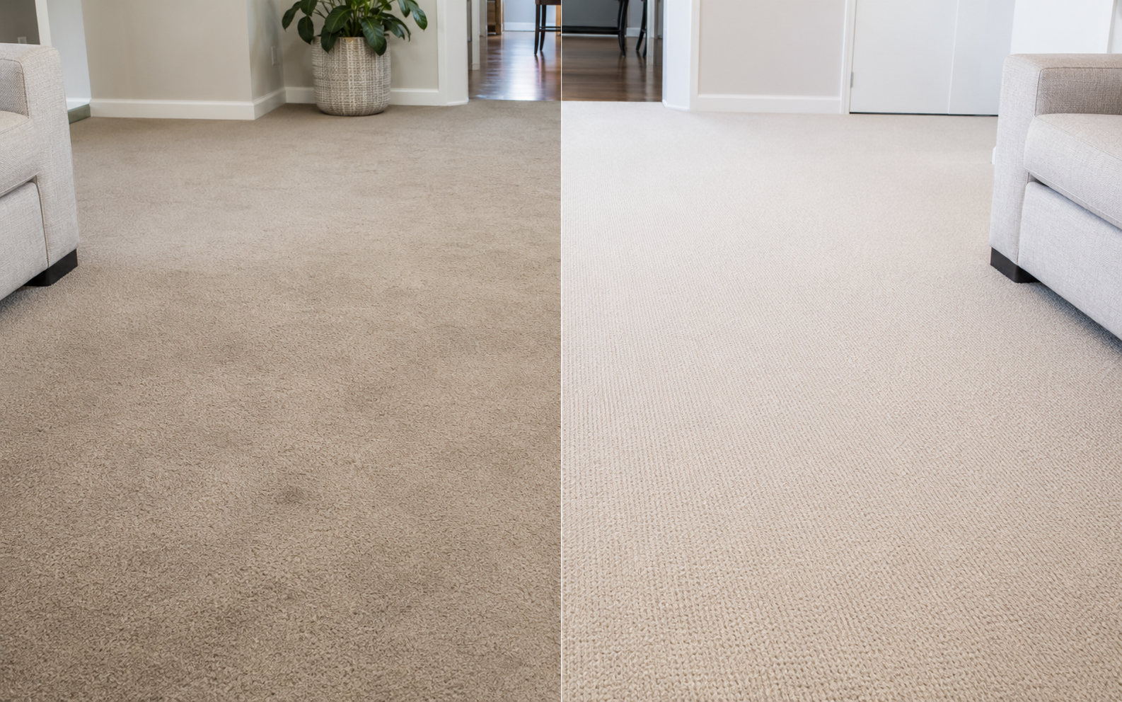 Carpets brought back to life before and after professional cleaning